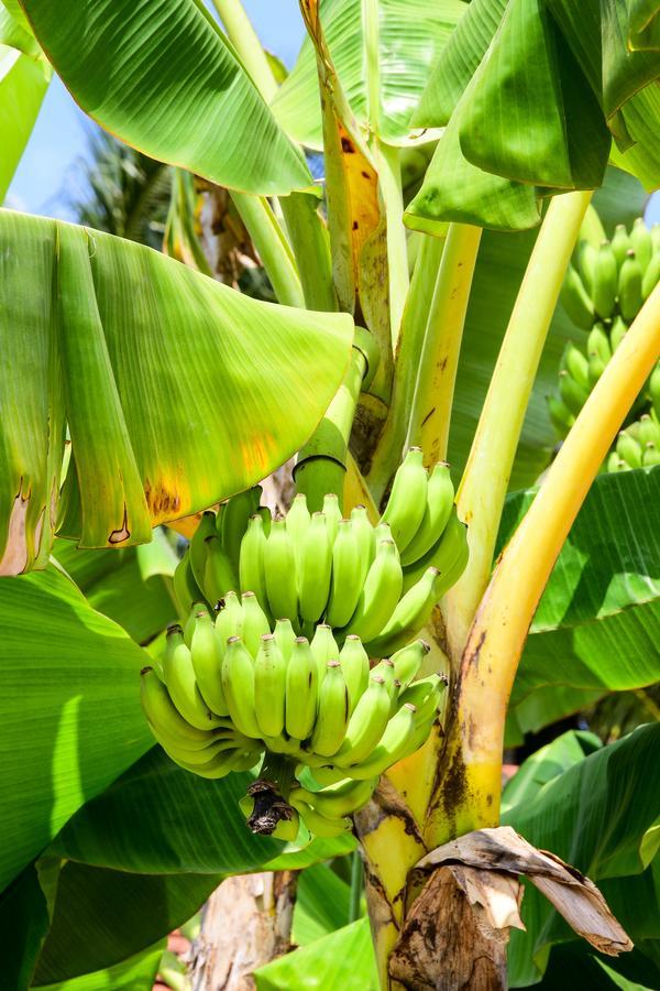 Channa Villa & Tours Bentota Exteriér fotografie